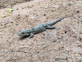 A close-up of a Leschenault's leaf-toed gecko on a dry surface. Its mottled brown-gray color camouflages well, with bulging eyes and distinct toe pads clearly visible. photo