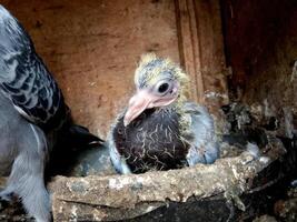 Closeup of a young pigeon chick in a nest, covered in soft downy feathers with closed eyes, capturing its vulnerability and the delicate beauty of new life. photo