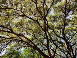 Close-up of a lush green canopy with sunlight filtering through, casting dappled shadows. Branches and leaves form a serene, intricate pattern, evoking natural tranquility. photo