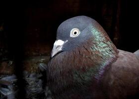 Close-up of a Sabja pigeon with dark gray plumage, a shiny neck, bright eyes, and a stout beak. Iridescent green feathers add a striking touch against a dark background. photo