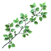 Green Leaf Branch Illustration Transparent Background. png