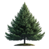 a single pine tree on a small island transparent background png
