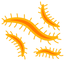 bacterias y gérmenes colocar. tipos y microorganismo. gérmenes y bacilo. png
