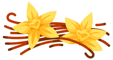 Set of illustrations featuring vanilla pods and vanilla flowers, ideal for projects related to flavoring, spices, and baking png