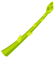 Set of fresh green asparagus spears with closed buds, tied with string, isolated on white png
