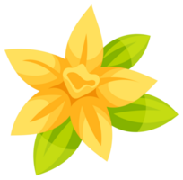 Set of illustrations featuring vanilla pods and vanilla flowers, ideal for projects related to flavoring, spices, and baking png