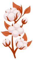 Cotton plant branches with blooming flowers having soft fluffy bolls used for making fabric png