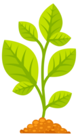 Tree grow with green leaf. Phases plant growing. Stages increase of finance in entrepreneurship. png