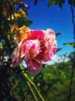 Maurice Utrillo flower details photo