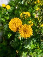 Yellow of Tagetes erecta photo