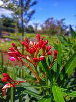 Nerium oleander flower in the morning photo