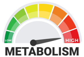 Metabolic Rate Measurement Concept with a Vivid Metabolism Meter Indicating Levels from Low to High png