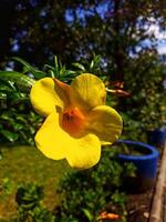 Allamanda cathartica flower photo