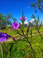 Ruellia tuberosa flowers photo