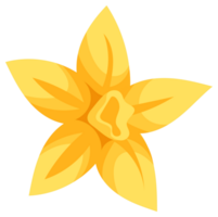 Set of illustrations featuring vanilla pods and vanilla flowers, ideal for projects related to flavoring, spices, and baking png