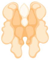 Illustration of a walnut, featuring its shell, kernel, and leaves, presented in various states png