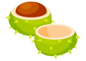 Set of illustrations showing different parts of a horse chestnut, including its spiky shell, the seed and the leaf png