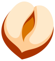 Hazelnuts at various stages of ripeness, showcasing the nut, shell, and kernel, providing a comprehensive visual guide to this popular nut png