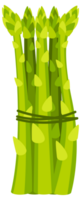 Set of fresh green asparagus spears with closed buds, tied with string, isolated on white png