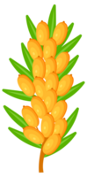 Set of fresh sea buckthorn berries growing on branch with green leaves png