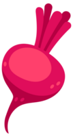 Beetroots set. Fresh red beetroot slices and leaves on white background png