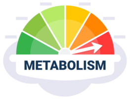 Metabolic Rate Evaluation Scale Illustration with Color Coded Metabolism Indicator Zones png