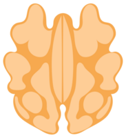Illustration of a walnut, featuring its shell, kernel, and leaves, presented in various states png