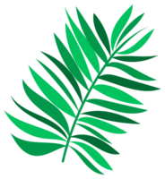 Coconuts with palm leaves. Whole and half cracked broken coco nut. Summer fruits png