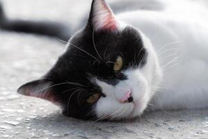Close-up of a black and white cat with intense yellow eyes, perfect for animal portraits and design themes photo