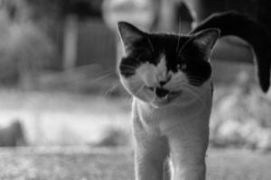 Blurred black and white cat in an aggressive pose, capturing wild feline emotions in artistic photography photo