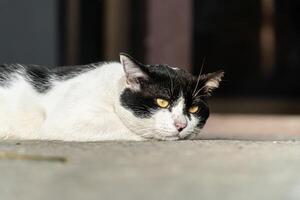 Close-up of a black and white cat with intense yellow eyes, perfect for animal portraits and design themes photo