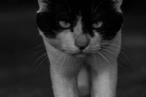 Blurred black and white cat in an aggressive pose, capturing wild feline emotions in artistic photography photo