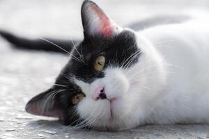 Close-up of a black and white cat with intense yellow eyes, perfect for animal portraits and design themes photo