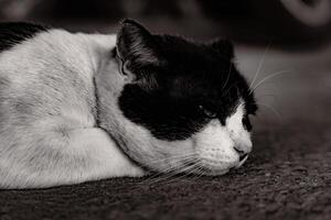 Black and white cat sitting alone with a melancholic mood, ideal for themes of solitude and emotion photo