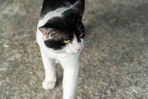 Black and white cat sitting alone with a melancholic mood, ideal for themes of solitude and emotion photo