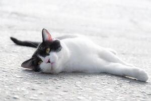 Close-up of a black and white cat with intense yellow eyes, perfect for animal portraits and design themes photo