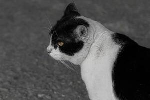 Black and white cat sitting alone with a melancholic mood, ideal for themes of solitude and emotion photo