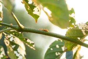 Ants carrying food on a branch during sunset, highlighting natures unity, teamwork, and survival instincts photo