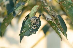 Mold on a leaf under evening sunlight, representing nature's cycle of decay and renewal in macro detail photo