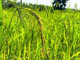 Golden Rice Panicles in Vibrant Green Field, Agricultural Scenery Highlighting Growth and Harvesting Process photo