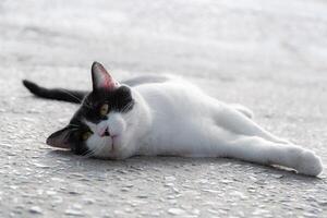 Close-up of a black and white cat with intense yellow eyes, perfect for animal portraits and design themes photo