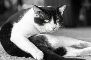 Close-up of Black and White Cat Sitting on the Road in Relaxed Pose with Intense Yellow Eyes photo