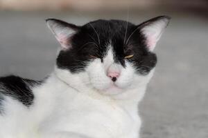 Close-up of a black and white cat with intense yellow eyes, perfect for animal portraits and design themes photo