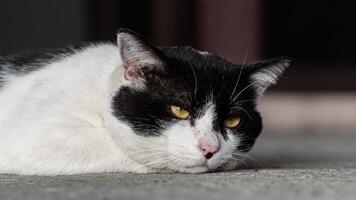 Close-up of a black and white cat with intense yellow eyes, perfect for animal portraits and design themes photo
