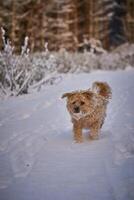 Small dog in frosty snow in winter on the road and forest photo