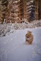 Small dog in frosty snow in winter on the road and forest photo
