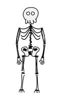 Hand-Drawn Skeleton Illustration. This illustration features a stylized, simplistic skeleton with a playful design, perfect for educational purposes. vector