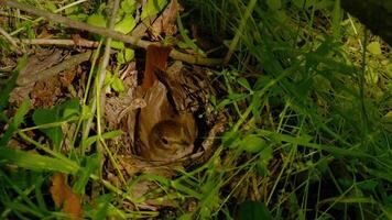 A real bird's nest in the dense grass in the forest. The bird incubates eggs. Bird life in the wild. Close up video