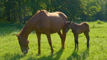 Horse and foal in the morning pasture. Beautiful backlight video