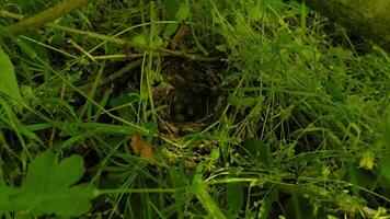 A real bird's nest in the dense grass in the forest. The bird incubates eggs. Bird life in the wild. Close up video